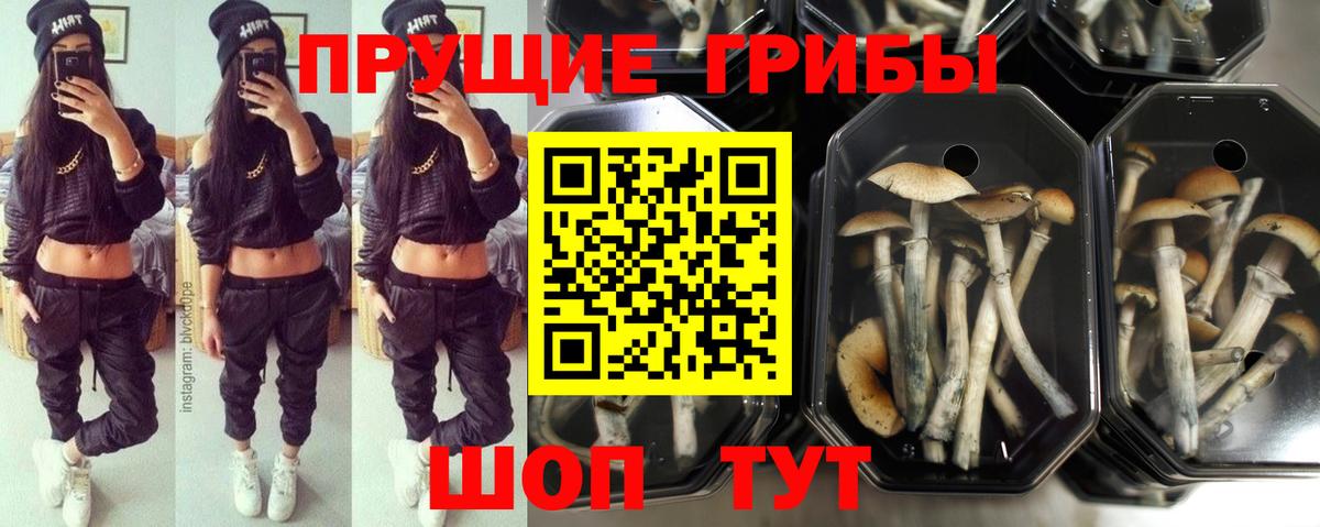Псилоцибиновые грибы Psilocybe  Вход с VPN  Реутов 